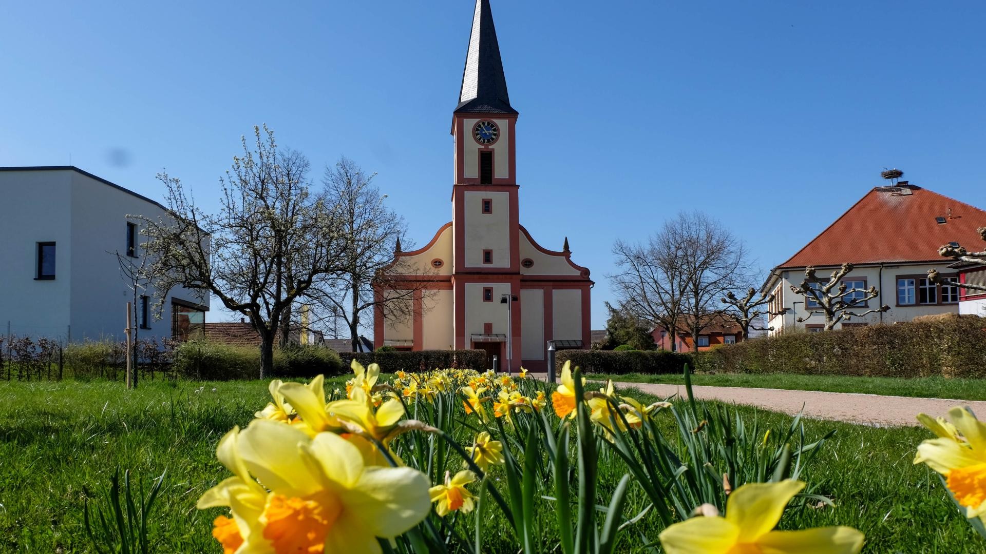 Kirche St. Petri Kirche St. Petri in Ketten, davor gelb blühende Narzissen auf grüner Wiese