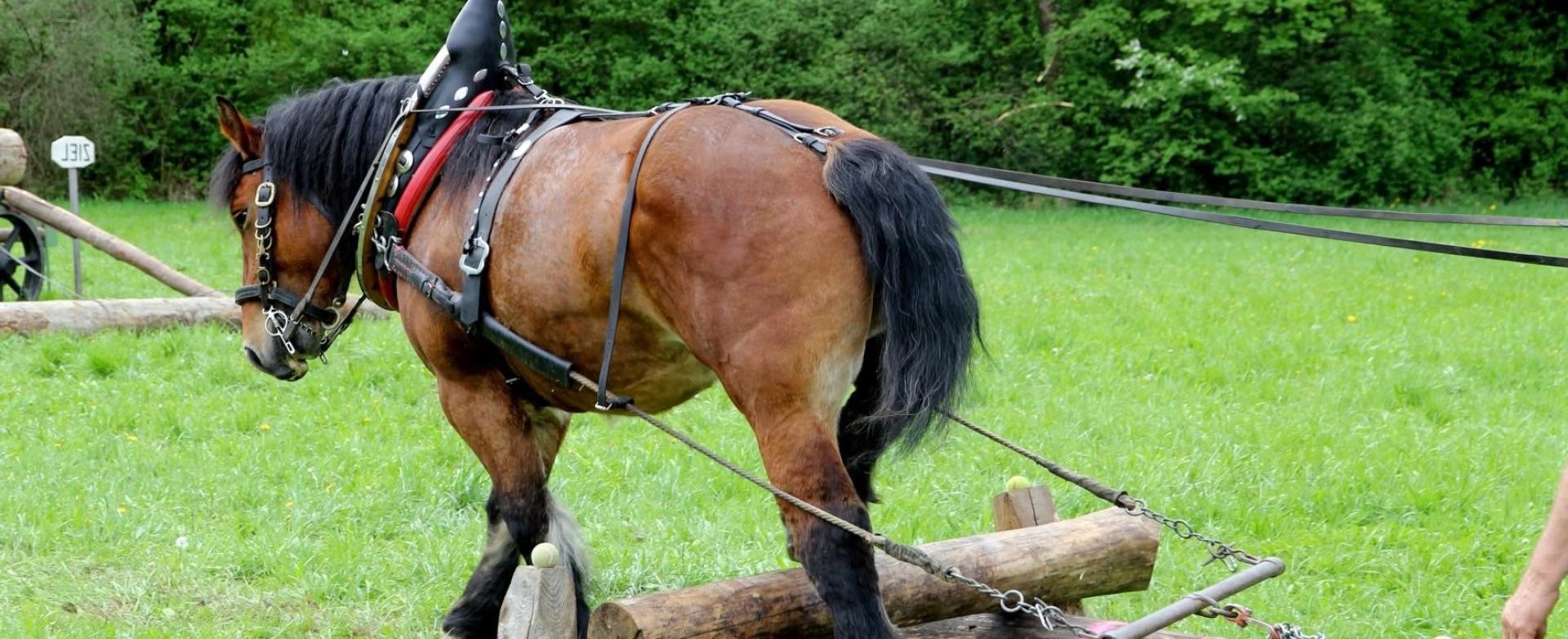 Pferd mit Zuggeschirr zieht handgezimmerten Pflug aus Holz Pferd mit Zuggeschirr zieht handgezimmerten Pflug aus Holz