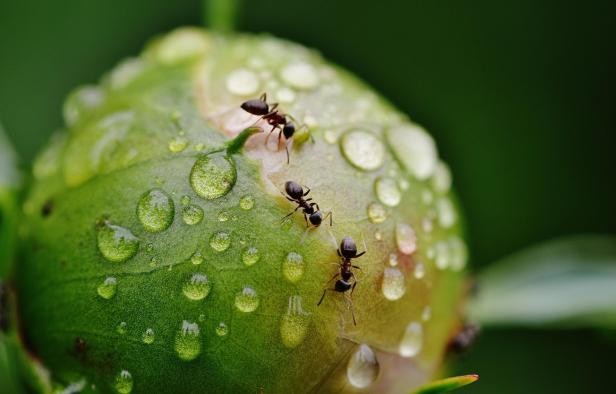 Ameisen auf Knospen einer Pfingstrose