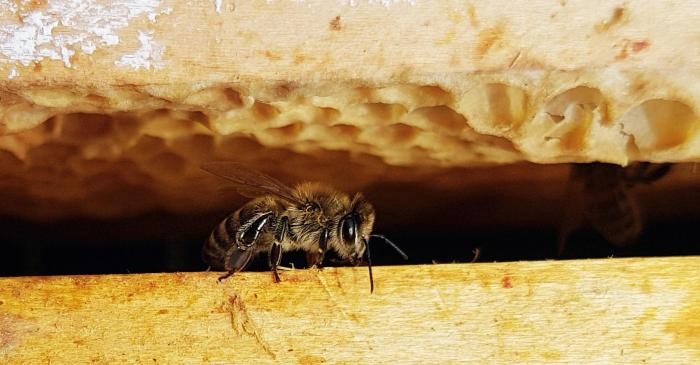 Bienen in ihrem Stock